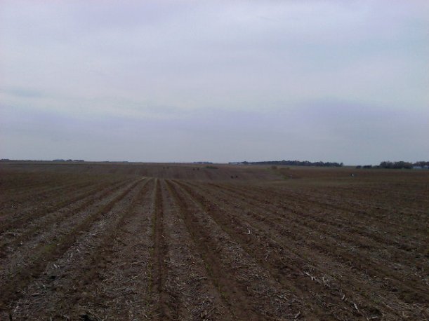 Hilly Irr Corn field-Spiking